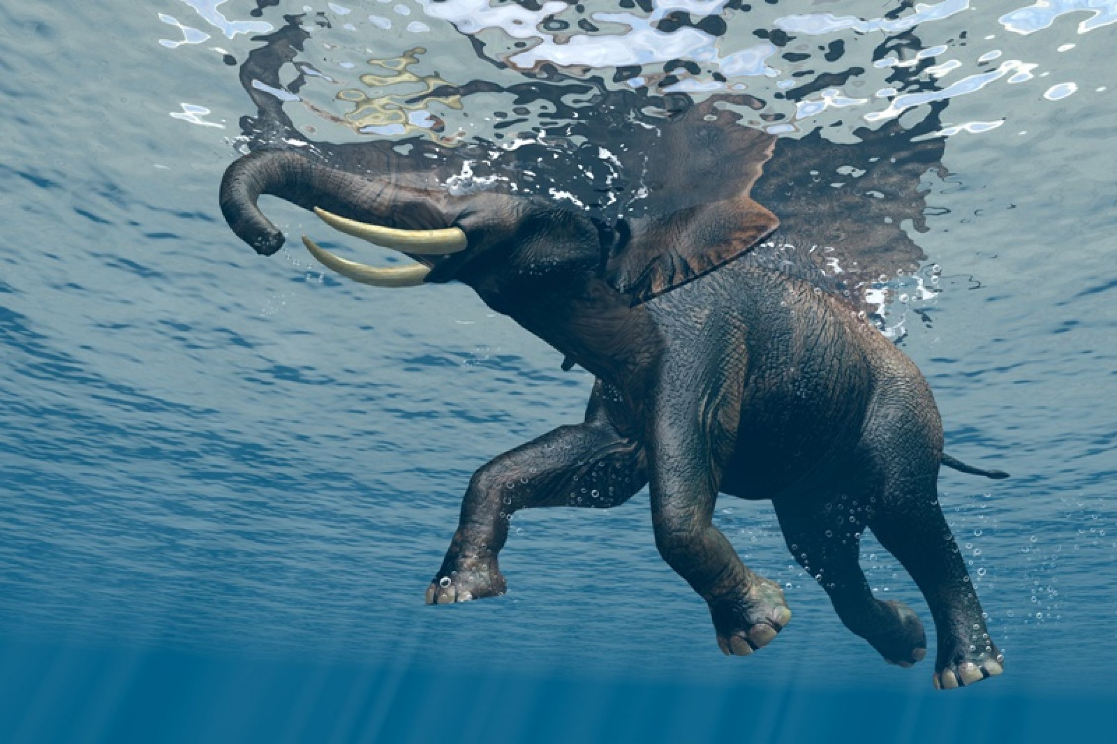 Duschrückwand "schwimmender Elefant"
